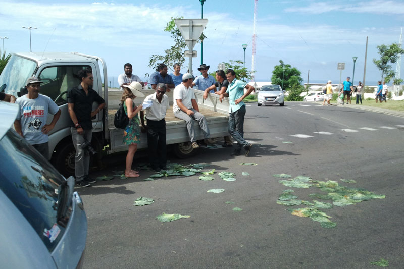 choux-la-reunion-cgper-agriculteur-en-colere