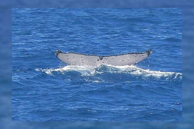 baleine-a-la-reunion-2016-ocean-indien