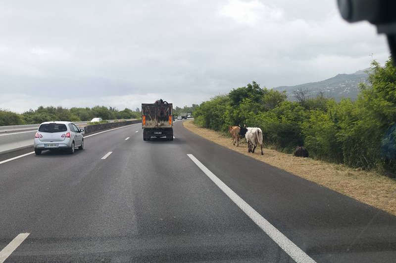 boeufs-sur-la-route-etang-sale-la-reunion