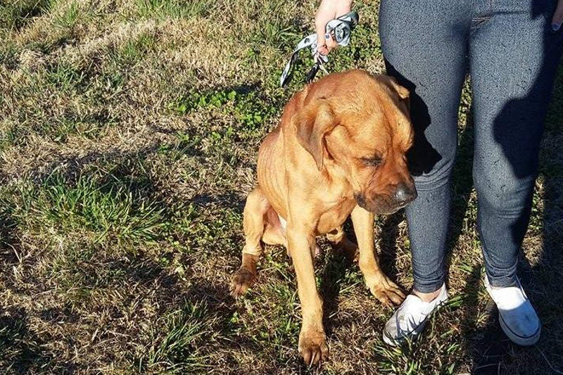 charlie-un-chien-abandonne-a-la-reunion