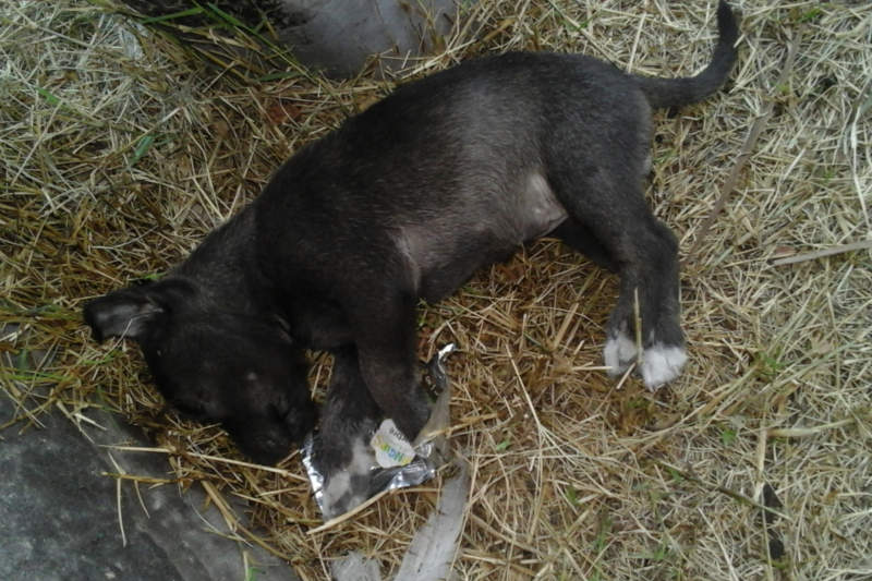 chiot-mort-la-reunion
