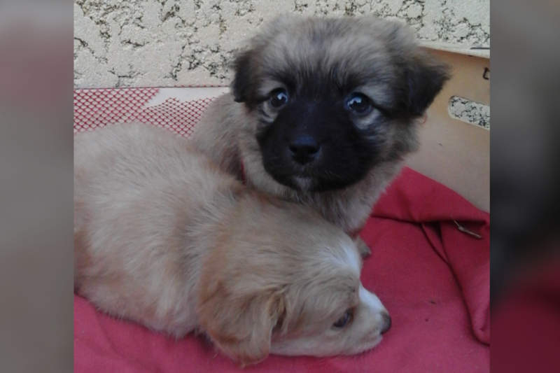 des-chiots-a-adopter-la-reunion