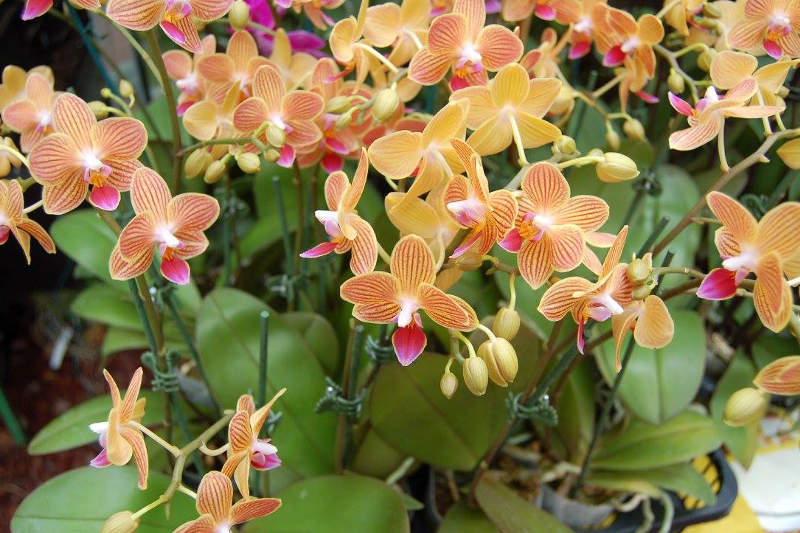 orchidees-florilege-le-tampon-la-reunion