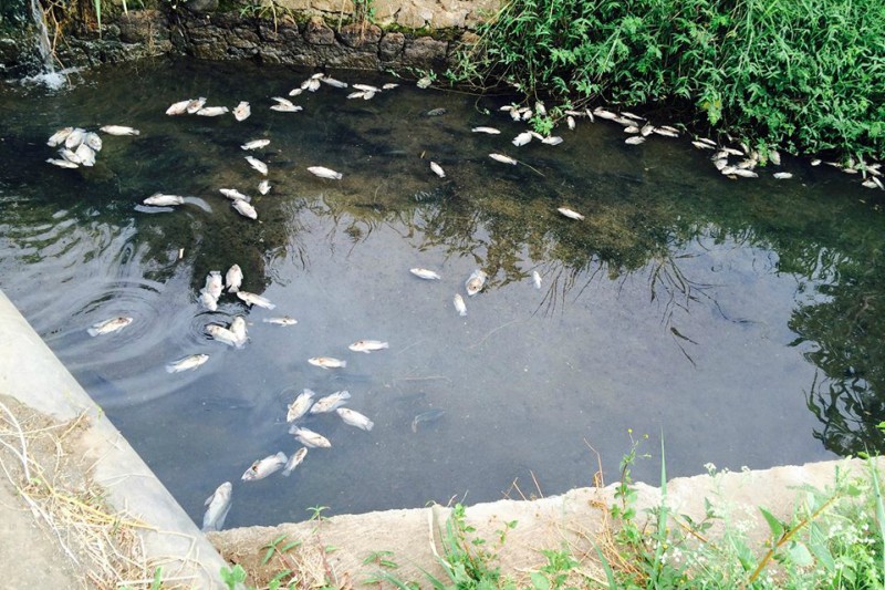 poisson