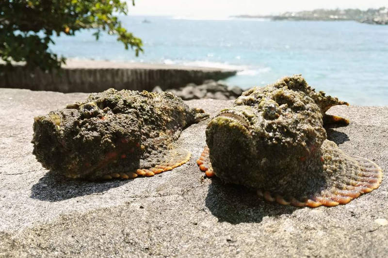 poissons-pierre-a-la-reunion