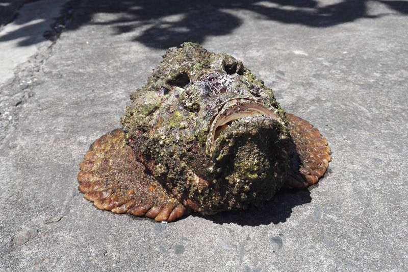 poissons-pierre-a-saint-pierre-a-la-reunion