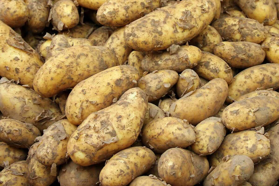 1kg De Pomme Combien De Pomme Le Tampon : 54 tonnes de tubercules écoulées durant la Fête de la pomme