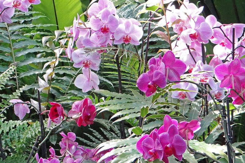 orchidees-la-reunion