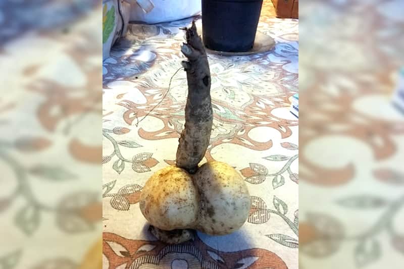 patate-douce