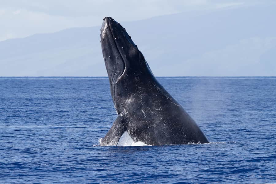 baleine-a-bosses