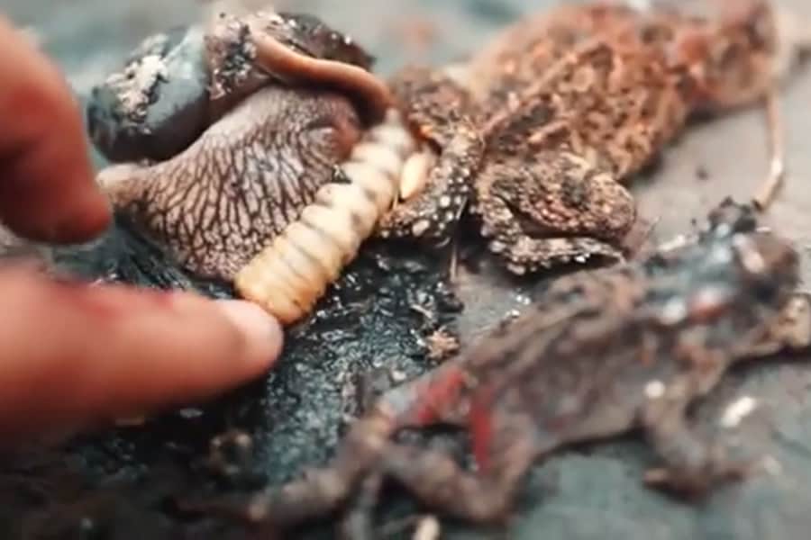 manger-des-grenouilles