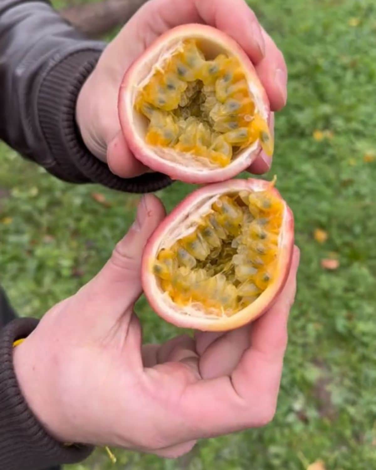 Fruit de la passion