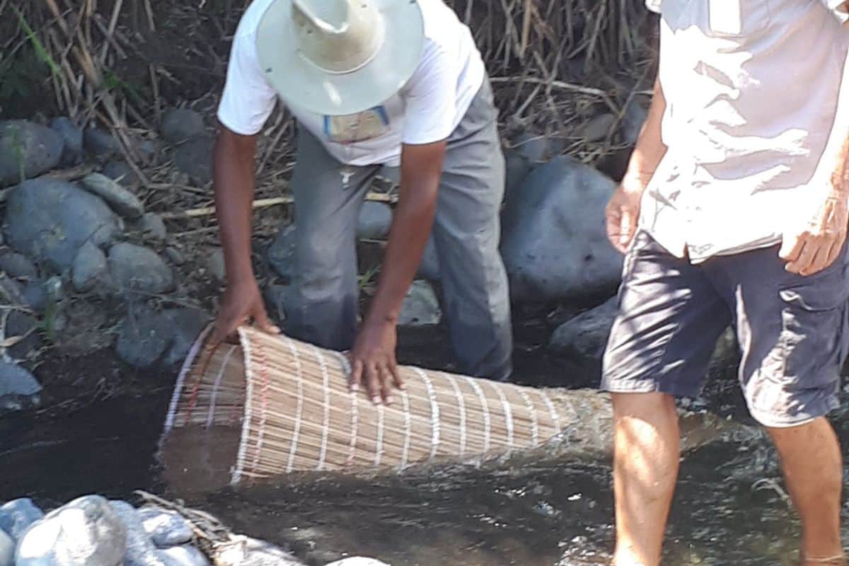 Saison de pêche des bichiques à La Réunion