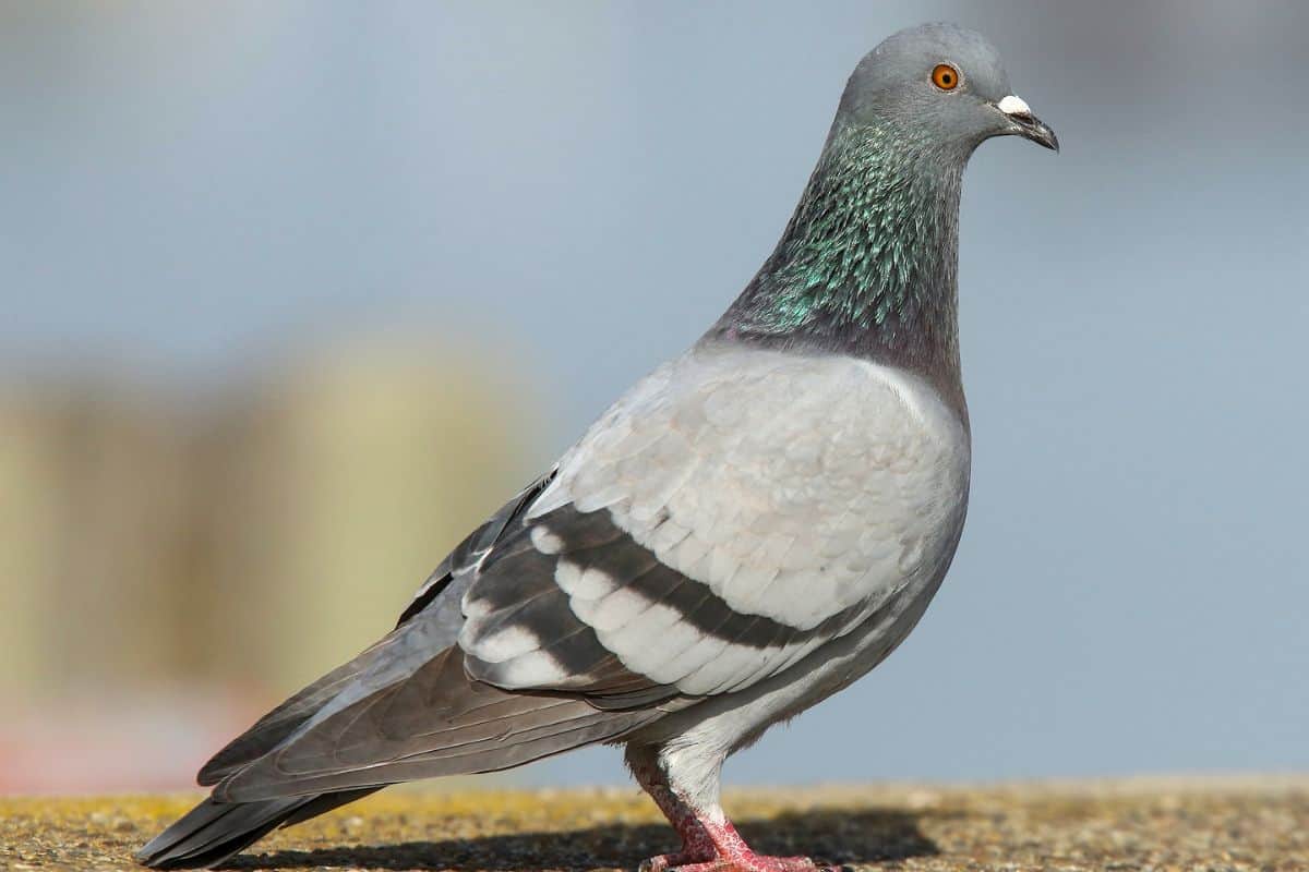 Un pigeon espion chinois ? Libéré après 8 mois de détention !