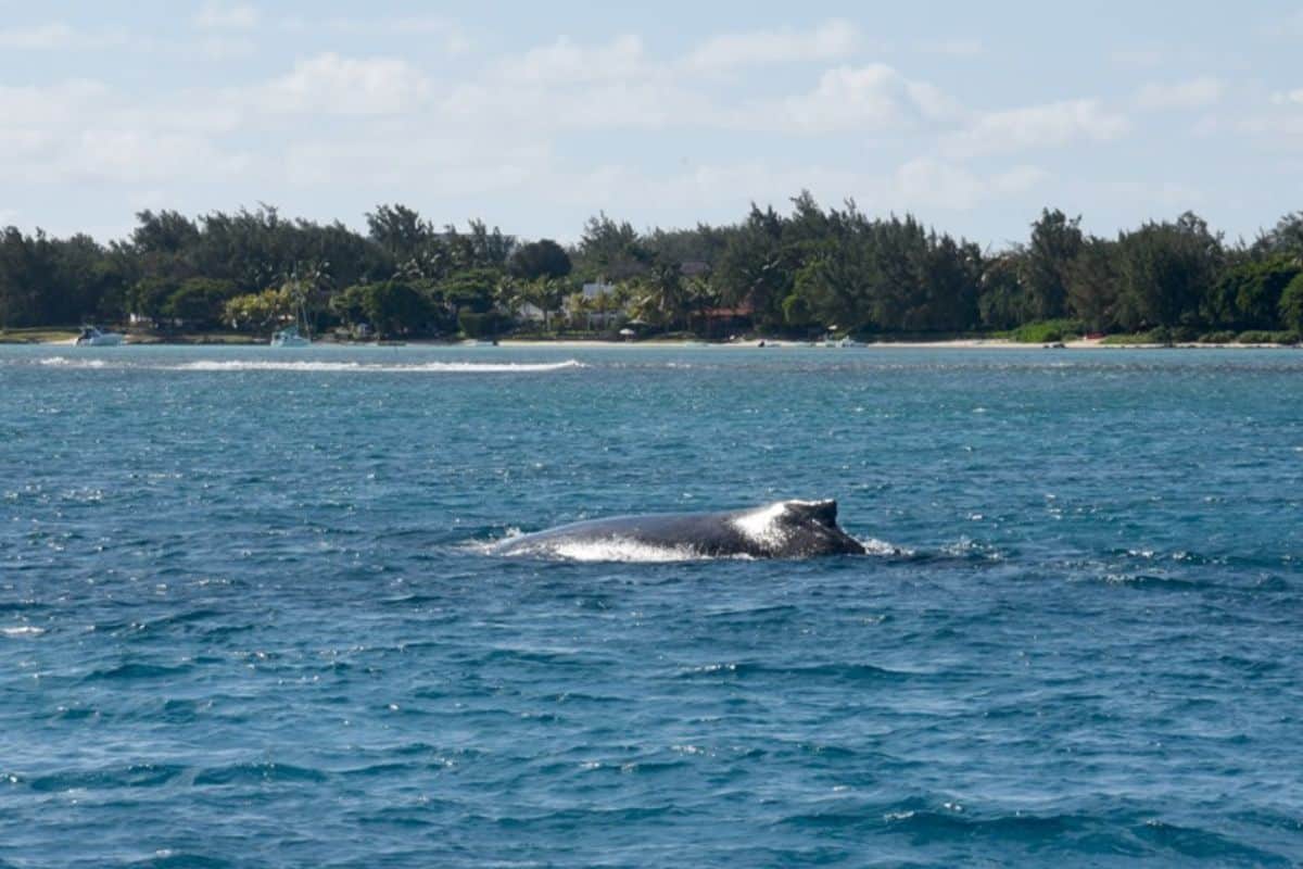baleine reunion