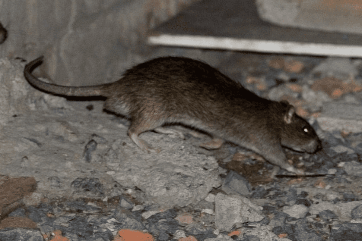 rat saint andré