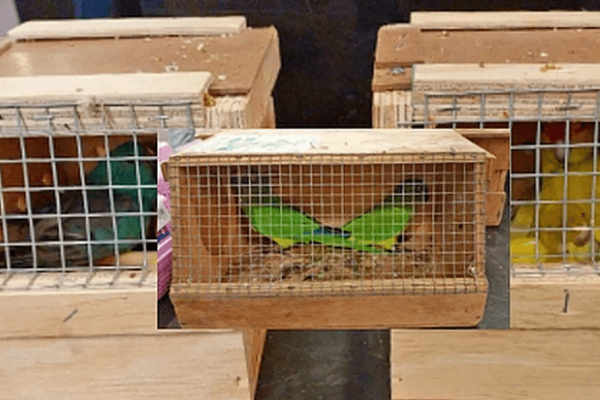 trafique d'oiseaux à Maurice