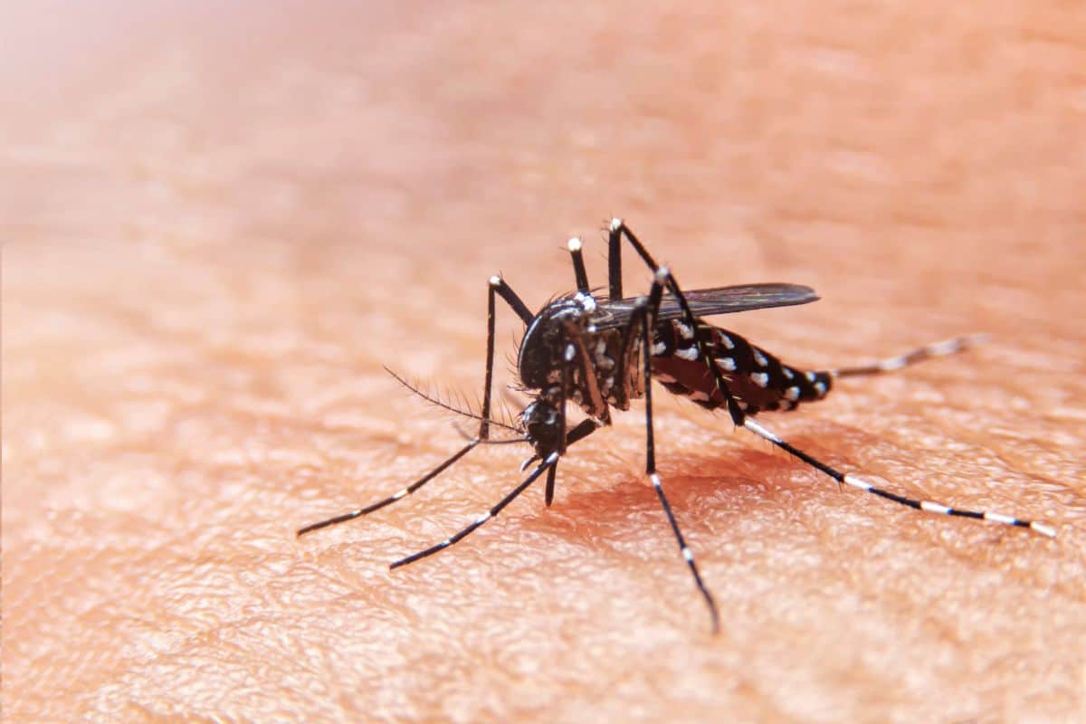 Chikungunya Nouveau Cas à Saint-Louis