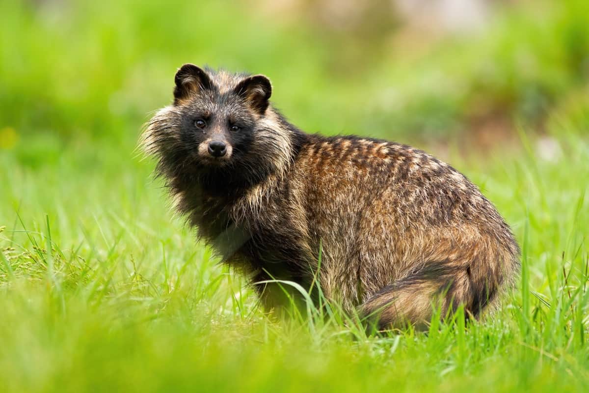 Un Nouvel Animal Suspecté d’Avoir Transmis le Covid-19-2