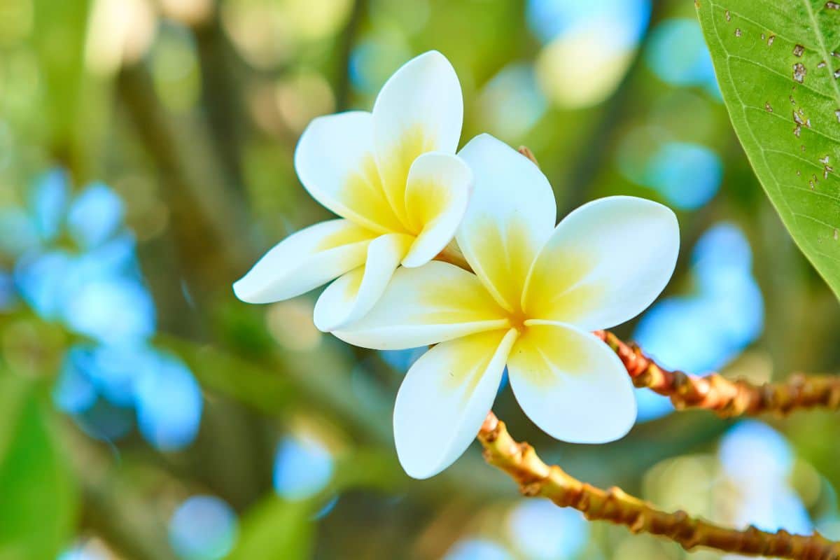 Et si quitter La Réunion était la clé de la réussite