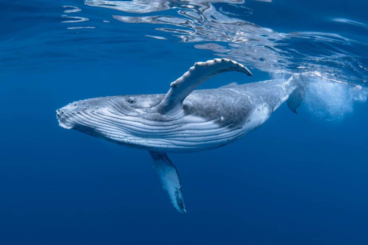 La Réunion vit une belle saison des baleines en 2024