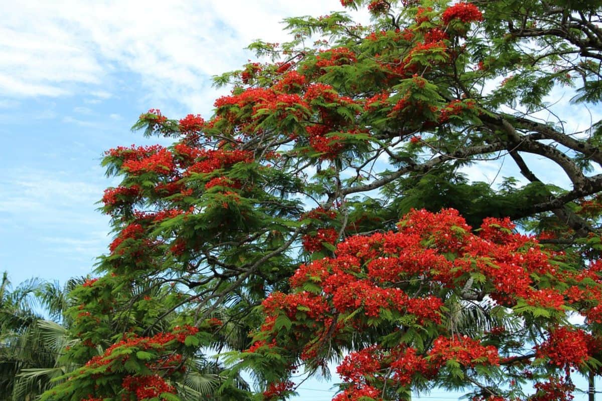 flamboyants à la réunion