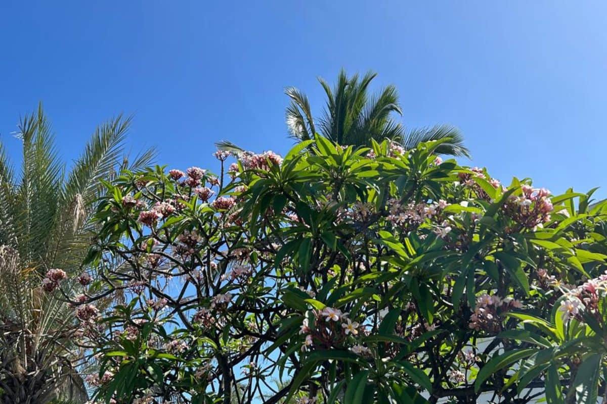 Temps ensoleillé avec quelques nuages l'après-midi sur les pentes