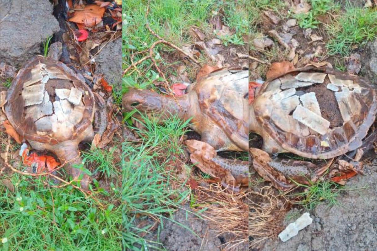 Une tortue retrouvée au Chaudron après les inondations