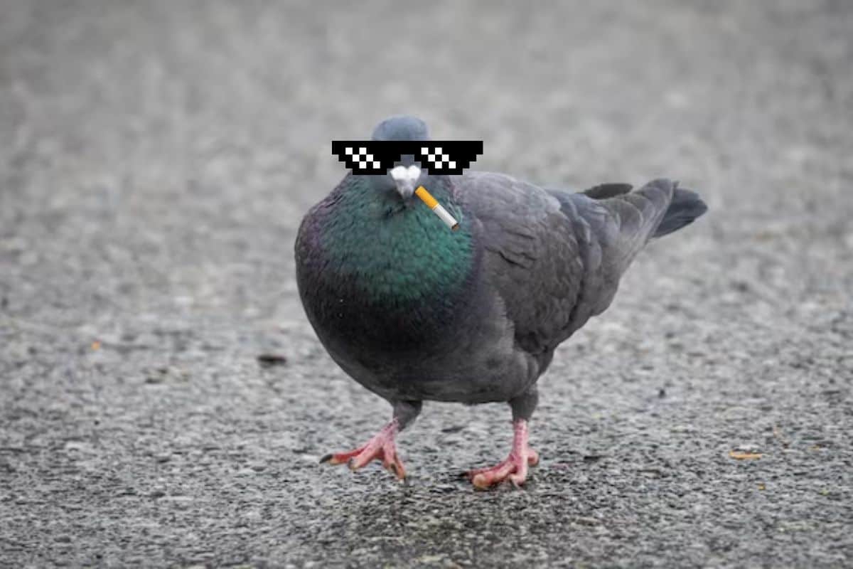 Un pigeon dealer