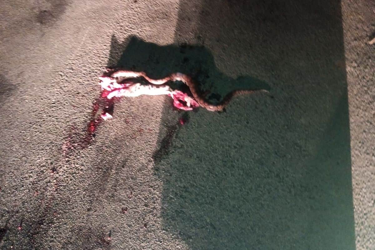 boa