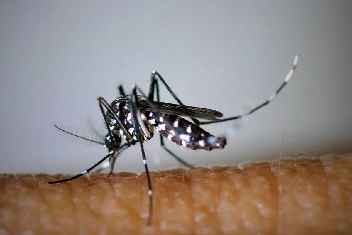 chikungunya-en-france
