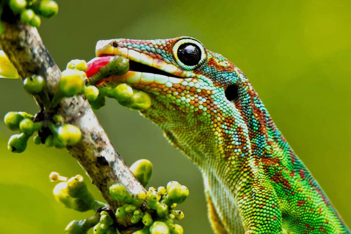 Le gecko vert de La Réunion joyau discret de nos jardins