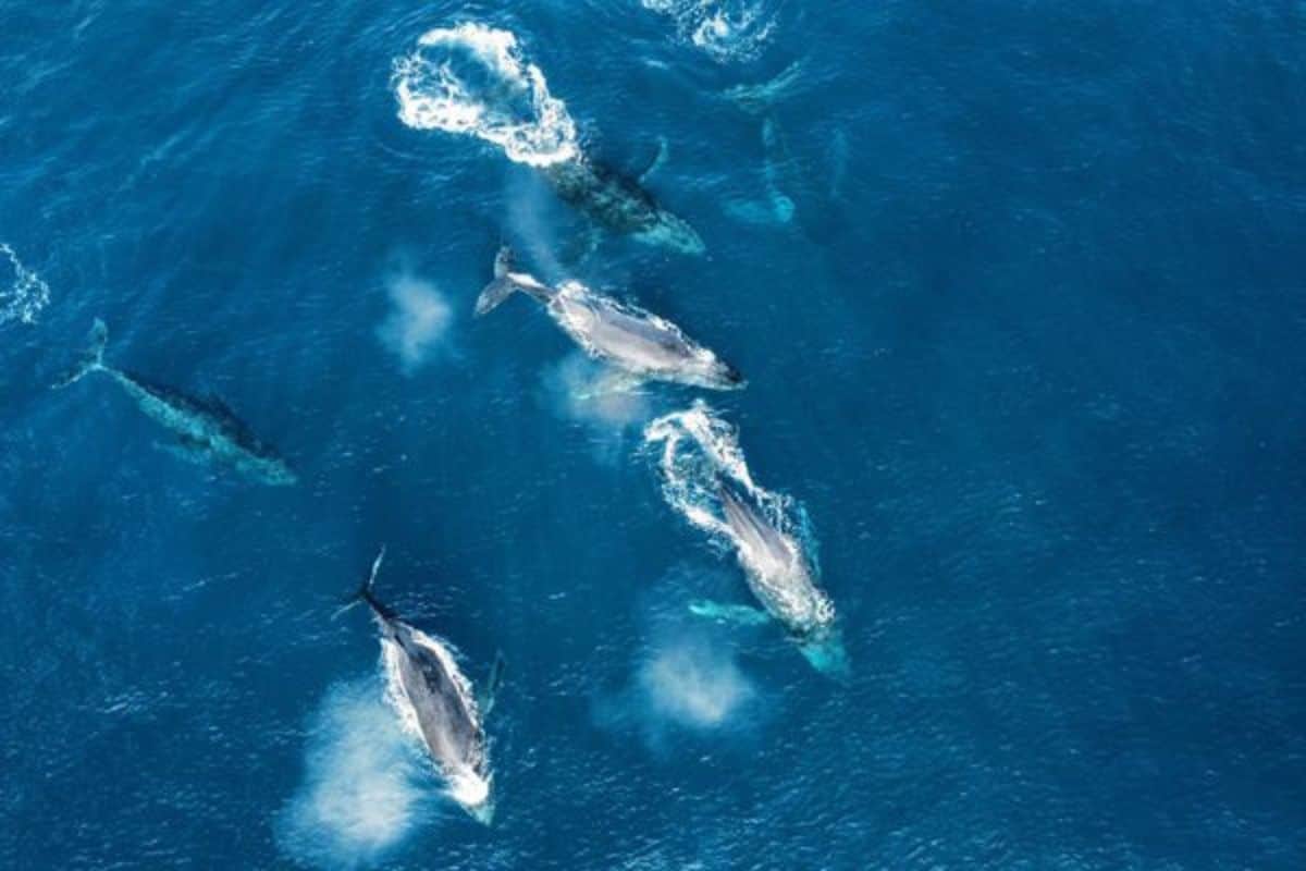 Le retour des baleines
