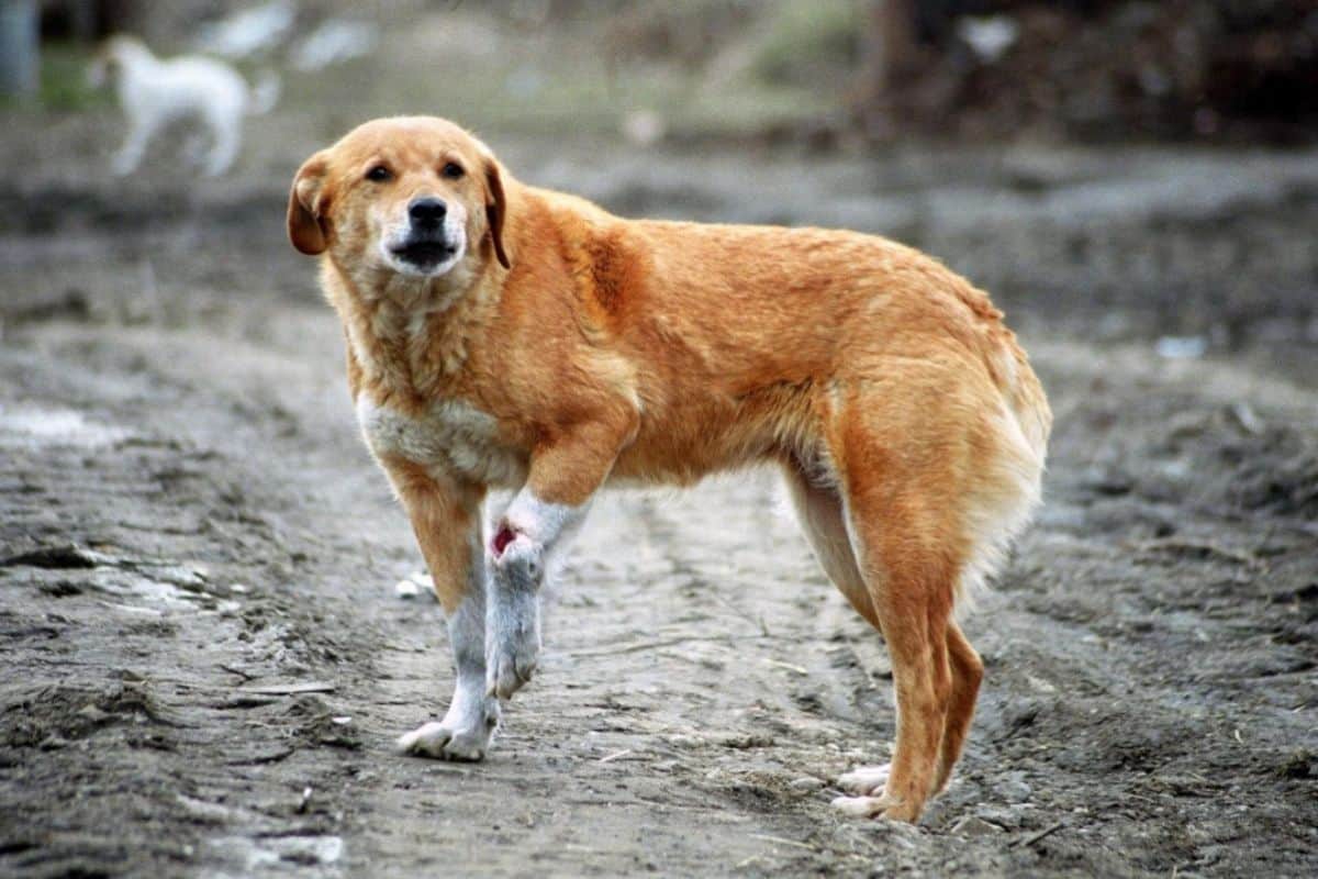 Maltraitance animale à Saint-Leu