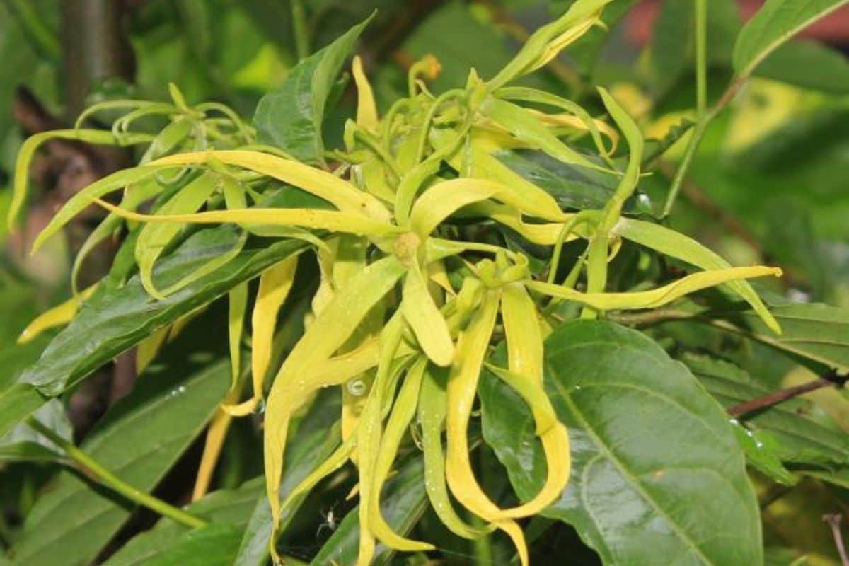 Plante médicinale