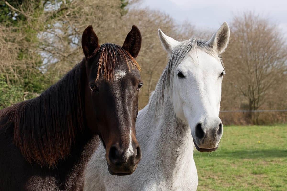 Trois chevaux affolés hier au parcours de santé de l’Étang-Salé (1)