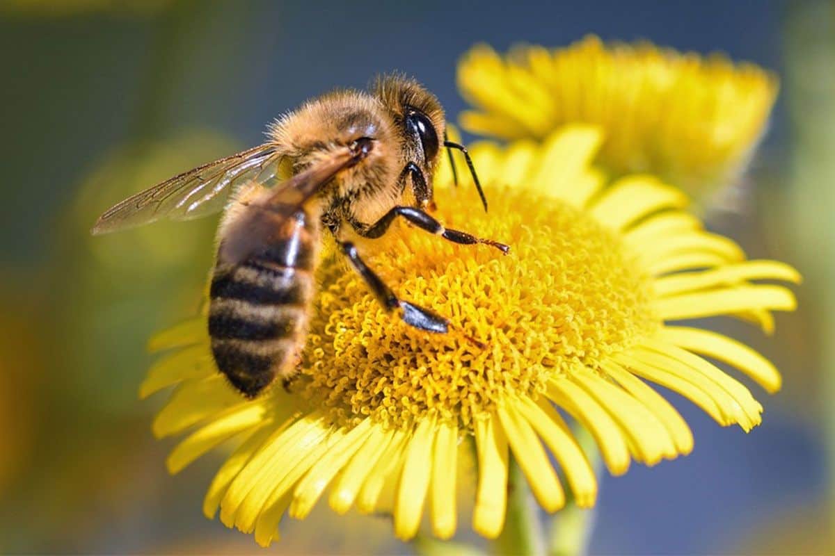Le venin d’abeille, un espoir inattendu contre le cancer du sein