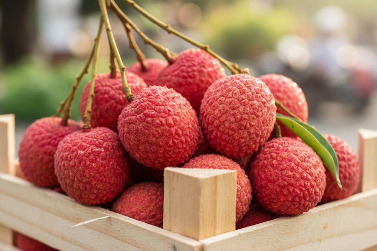 Letchi Réunion, Prix Fêtes, Vie Chère, Noël, Export, Marché Forain.