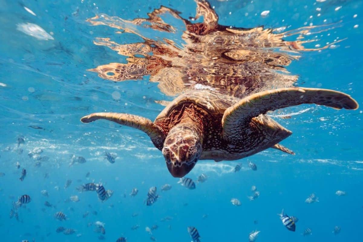 La Réunion, tortues marines, océan, biodiversité, protection, nature