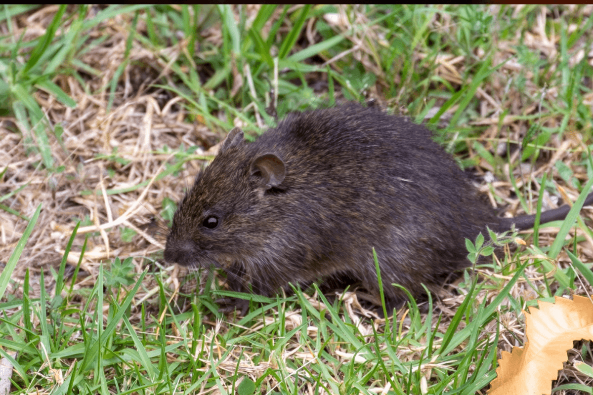 Rats à La Réunion