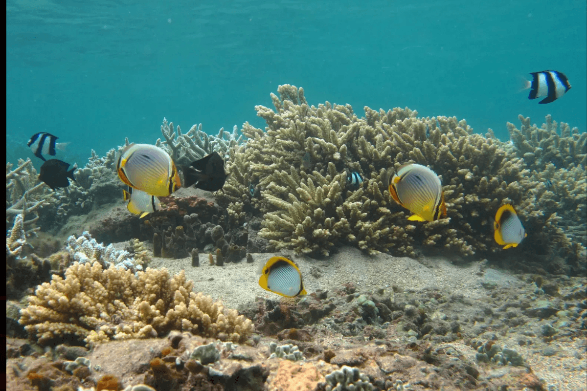 Récifs coralliens de La Réunion