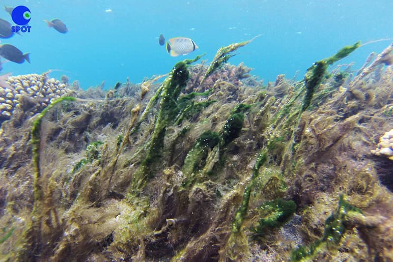 Invasion d'algues dans le lagon de l'Étang-Salé les Bains