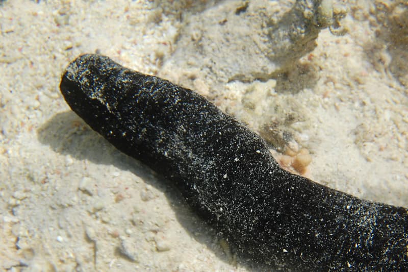 Des holothuries retrouvées mortes sur les plages de Saint-Pierre