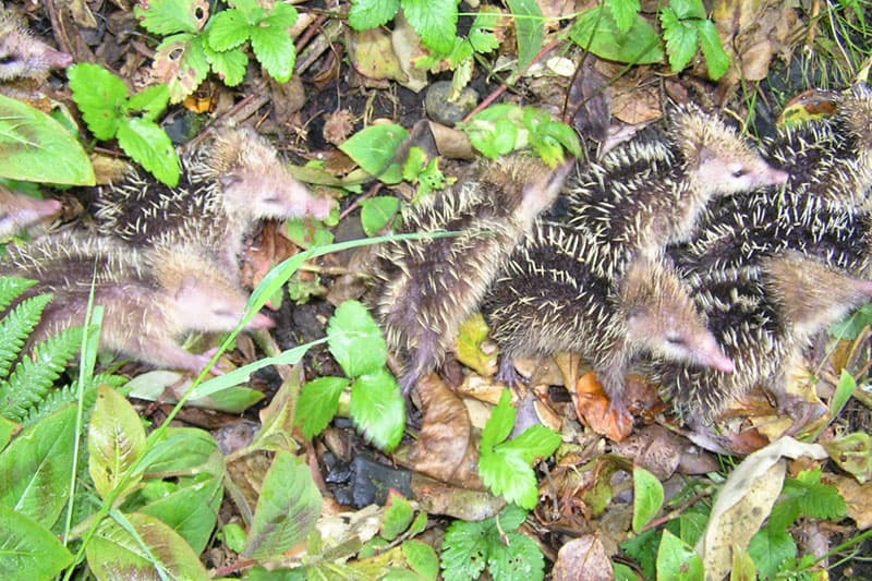 Sante-Rose s’ouvre également à la chasse au tangue