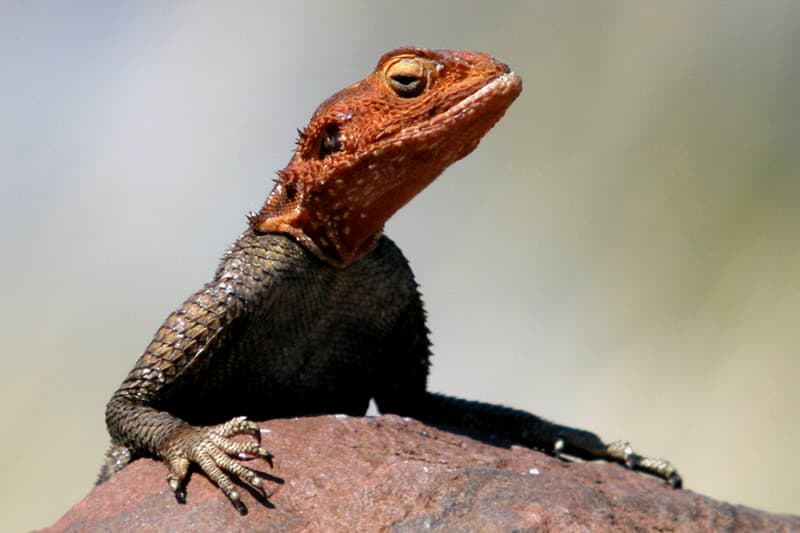 « Le caméléon du Port » arrive bientôt chez vous...