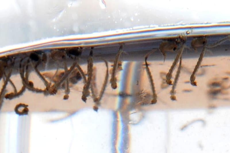 Dengue : la commune de Saint-Joseph sous haute surveillance
