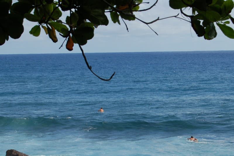 En dépit des risques, des surfeurs continuent à défier les requins