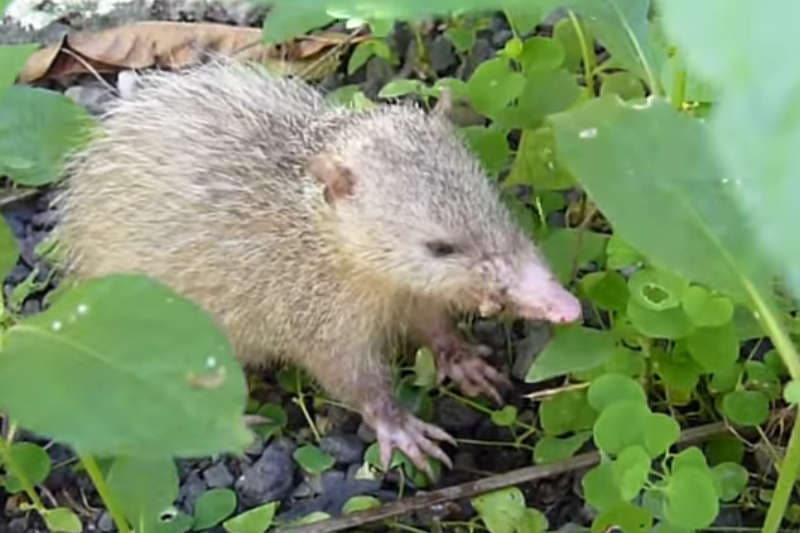 La chasse au tangue est ouverte !