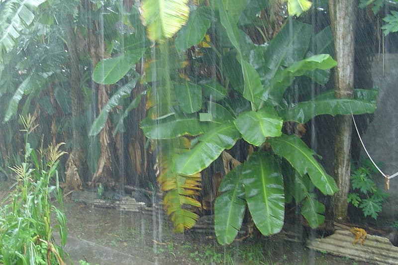 pluie