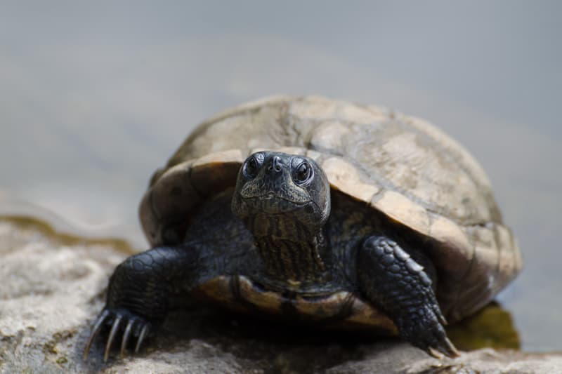 Cris de désespoir d'un collectionneur : 27 de ses tortues d’eau ont disparu